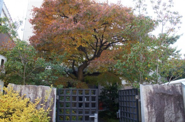 DSC08369-590x391.jpg